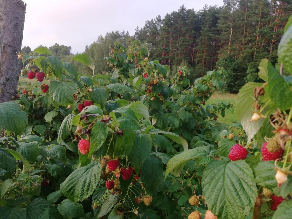 Agrojelonki Privatunterkunft *